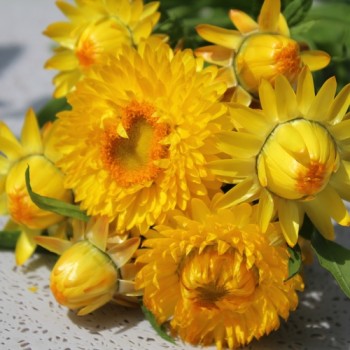 Strohblume Lemon Yellow (Samen)