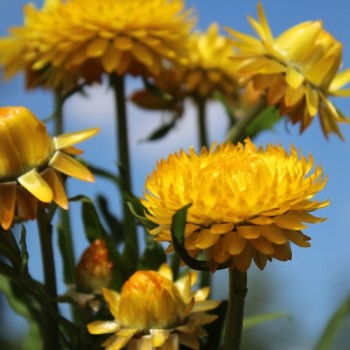 Strohblume Lemon Yellow (Samen)