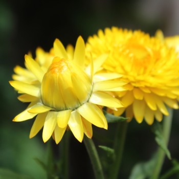 Strohblume Lemon Yellow (Samen)