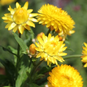 Strohblume Lemon Yellow (Samen)