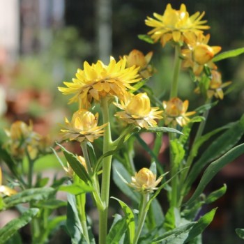 Strohblume Lemon Yellow (Samen)