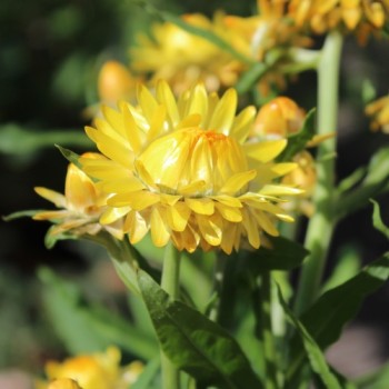 Strohblume Lemon Yellow (Samen)