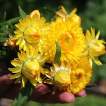 Strohblume Lemon Yellow (Samen)