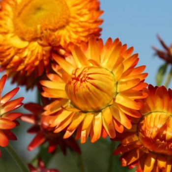 Strohblume Orange (Samen)