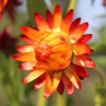 Strohblume Orange (Samen)