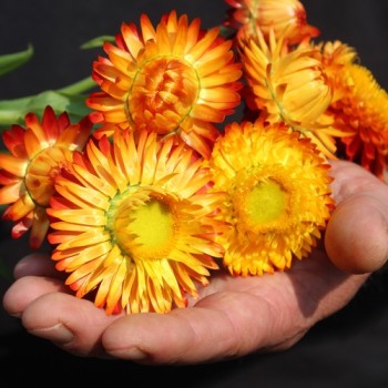 Strohblume Orange (Samen)