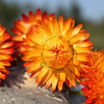Strohblume Orange (Samen)