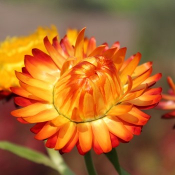 Strohblume Orange (Samen)