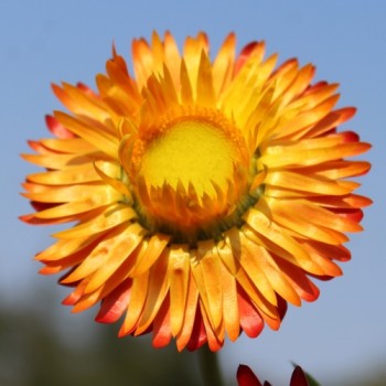 Strohblume Orange (Samen)