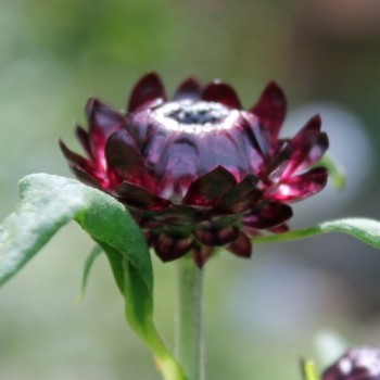 Strohblume Purple-Red (Samen)