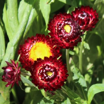 Strohblume Purple-Red (Samen)