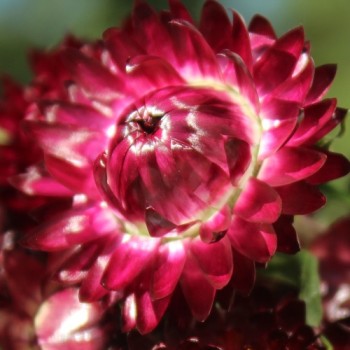 Strohblume Purple-Red (Samen)