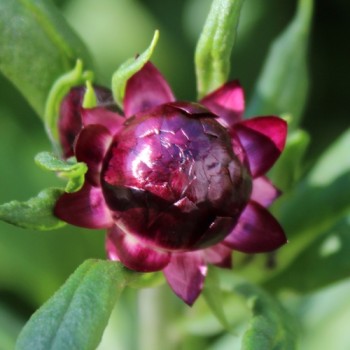Strohblume Purple-Red (Samen)