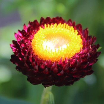 Strohblume Purple-Red (Samen)