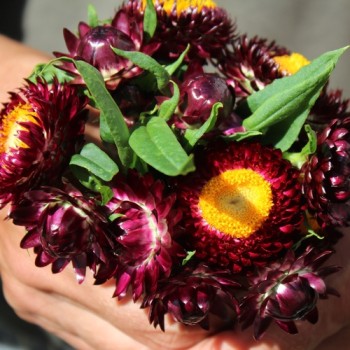 Strohblume Purple-Red (Samen)