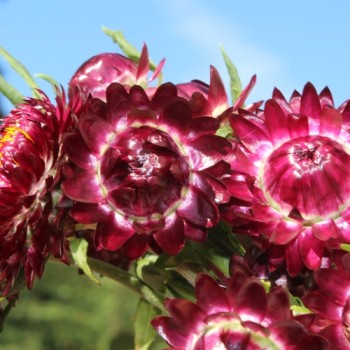 Strohblume Purple-Red (Samen)