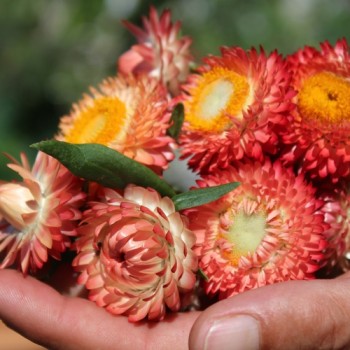 Strohblume Salmon Shades (Samen)