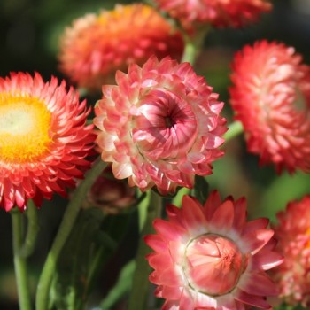 Strohblume Salmon Shades (Samen)