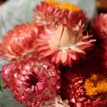 Strohblume Salmon Shades (Samen)