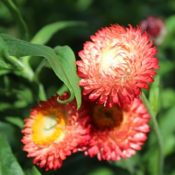 Strohblume Salmon Shades (Samen)