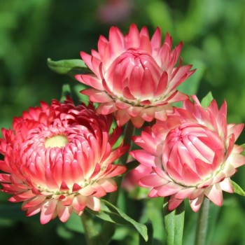 Strohblume Salmon Shades (Samen)