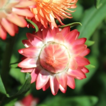 Strohblume Salmon Shades (Samen)