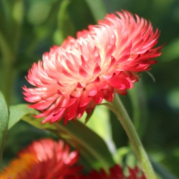 Strohblume Salmon Shades (Samen)