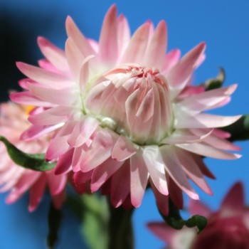 Strohblume Silvery Rose (Samen)