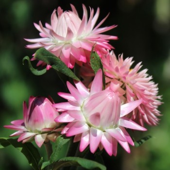 Strohblume Silvery Rose (Samen)