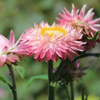 Strohblume Silvery Rose (Samen)