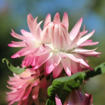 Strohblume Silvery Rose (Samen)