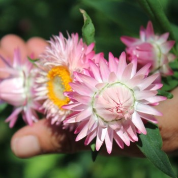 Strohblume Silvery Rose (Samen)