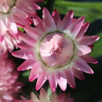 Strohblume Silvery Rose (Samen)