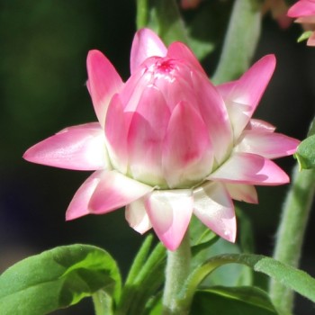 Strohblume Silvery Rose (Samen)