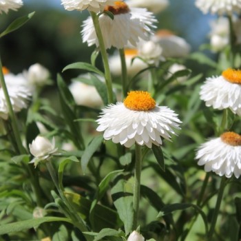 Deaflora - Strohblume White