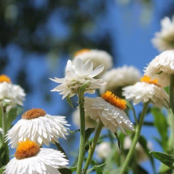 Strohblume White (Samen)