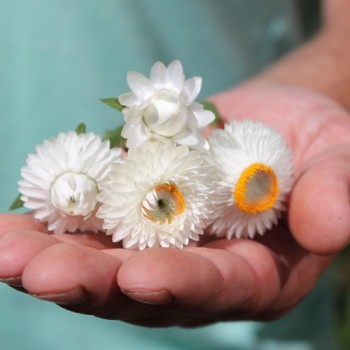 Strohblume White (Samen)