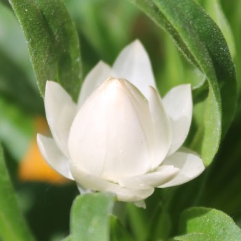 Strohblume White (Samen)