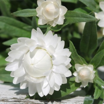 Strohblume White (Samen)