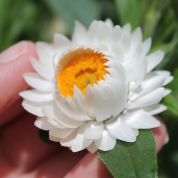 Strohblume White (Samen)