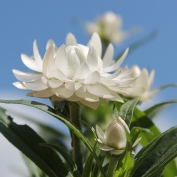 Strohblume White (Samen)