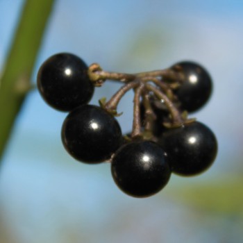 Süße Schwarzenbeere Valliso (Samen)