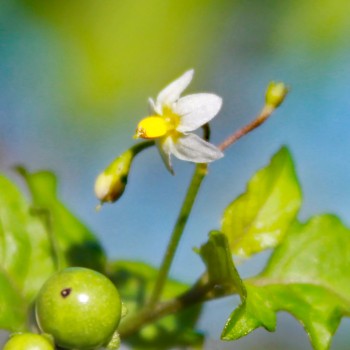 Süße Schwarzenbeere Valliso (Samen)