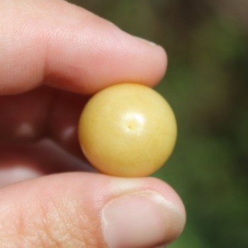 Sunberry (Samen)