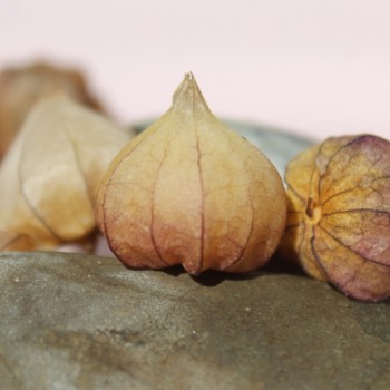 Sunberry (Samen)