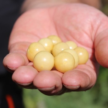 Sunberry (Samen)
