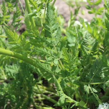 Spanischer Kerbel - Süßdolde (Samen)
