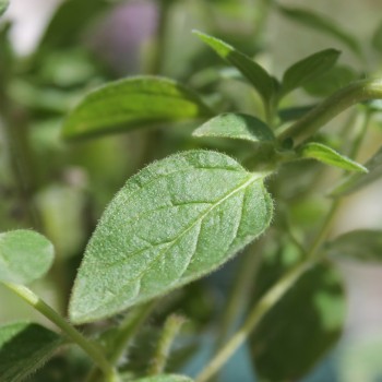 Syrischer Oregano (Samen)