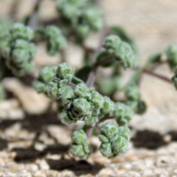 Syrischer Oregano (Samen)