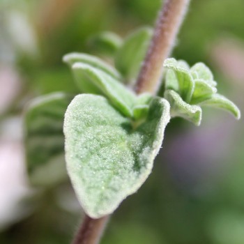 Syrischer Oregano (Samen)